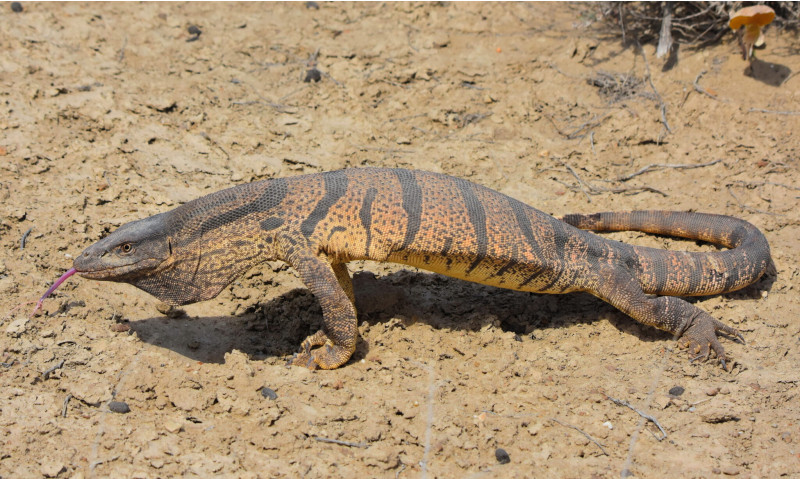 Herpetologist's efforts to save Uzbekistan's endangered reptiles: myths and conservation challenges