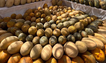 Melon madness: Khiva’s juicy festival celebrates Uzbekistan’s sweetest treasures