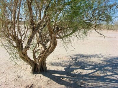 Turkmenistan develops cyanobacteria-based technology to combat desertification 