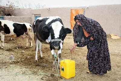 FAO takes action to curb livestock disease in Afghanistan 