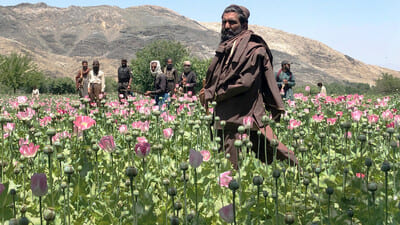 Opium cultivation in Afghanistan sees 19% y/y increase in 2024 despite ongoing ban