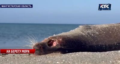 Kaspiy dengizi sohilida 1000 dan ortiq o‘lik tyulen topildi (video)