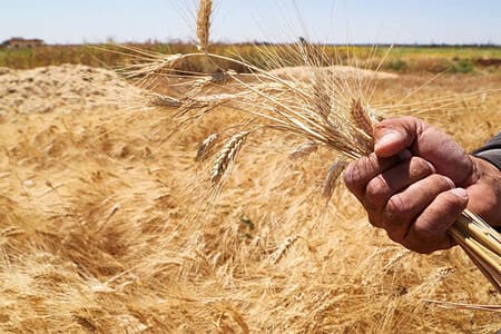 Kazakhstan delivers 7.2mn tons of grain, including 5.2mn tons of wheat, to grain enterprises 