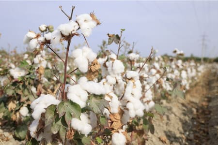 Competition Committee of Uzbekistan investigates Payariq Cluster for cotton trading violations