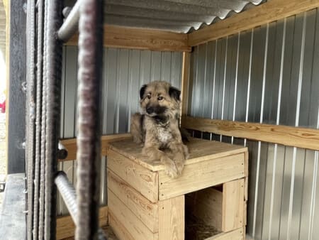В Казахстане возведут государственный приют для собак 