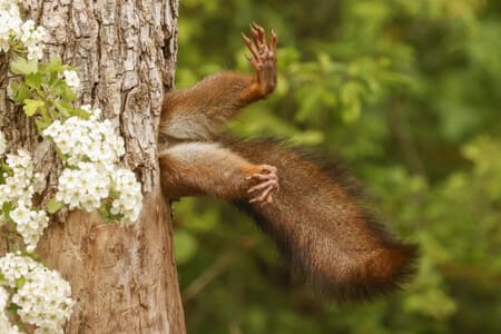 Tiqilib qolgan olmaxon va pufakdagi qurbaqa: Comedy Wildlife Awards 2024 tanlovi g‘oliblari aniqlandi (foto)