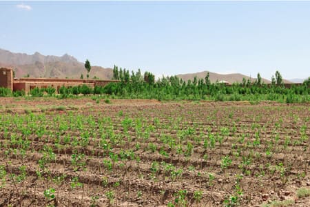 FAO reports reforestation of 2,700 hectares in Afghanistan’s Paktia province 