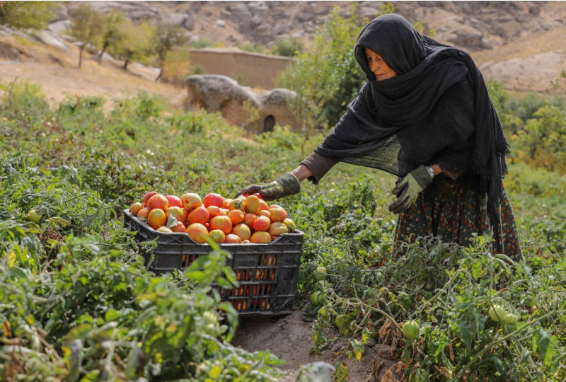 Japan, UNDP launch $6mn initiative to boost livelihoods and resilience in Afghanistan 