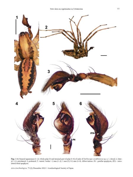 Gorbiscape zarafshanicus: new spider species found in Uzbekistan 