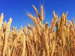 Uzbekistan leading importer of Kazakh grain, purchasing 3.3mn tons in 2024