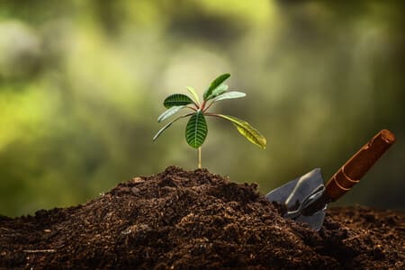 Kazakhstan aims to plant 336.5mn trees across 494,000 hectares in 2025 