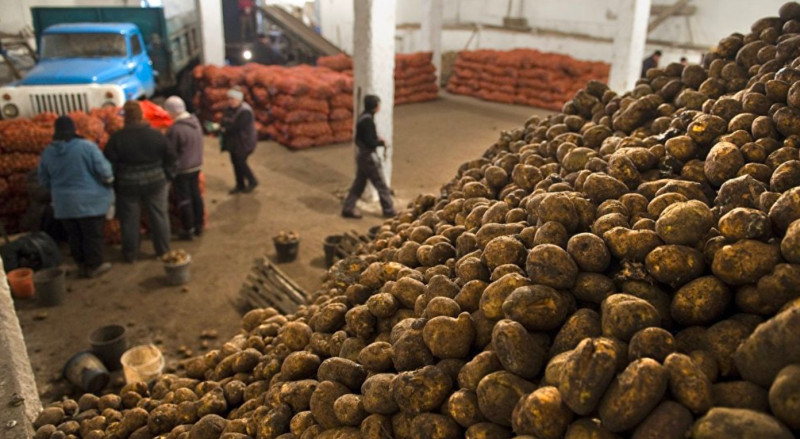 Kyrgyzstan considers potato export ban as prices surge  