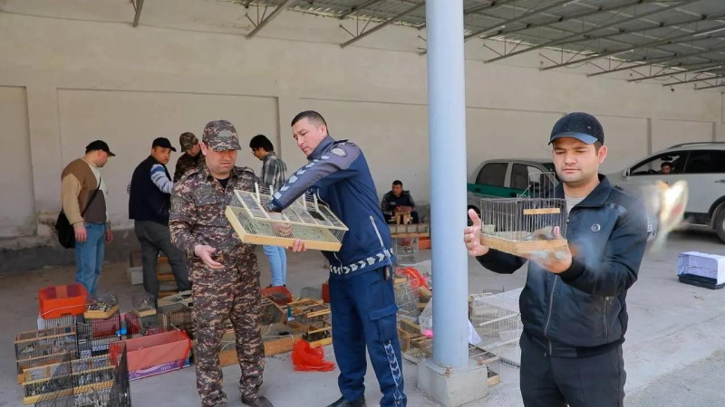 Toshkentda mingdan ortiq qush va cho‘l toshbaqalari noqonuniy sotilayotgani aniqlandi (foto)