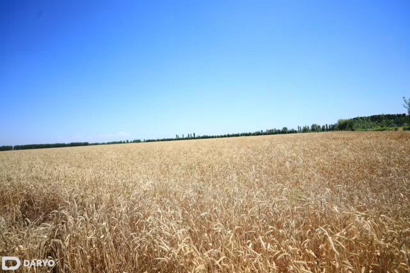 Uzbekistan’s agricultural output hits $35.1bn in 2024, growing 18.5% in five years 