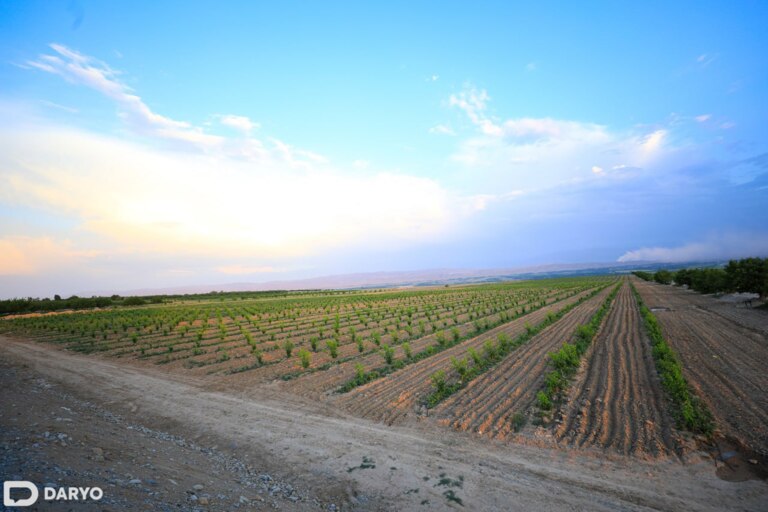 Uzbekistan cuts land tax for high-yield farmers by threefold  