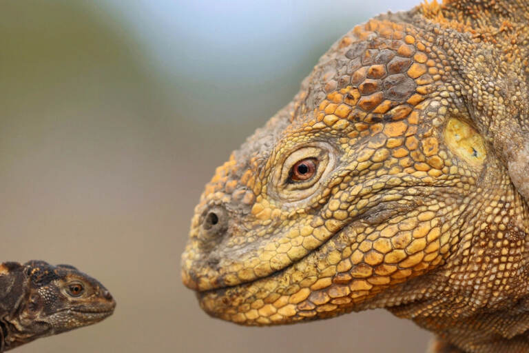 200 yildan keyin Yer yuzida dinozavrlar paydo bo‘lishi mumkin 