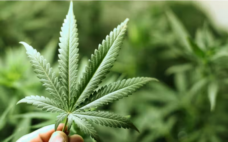 Qozog‘istonda kannabis yetishtirishga ruxsat berilishi mumkin