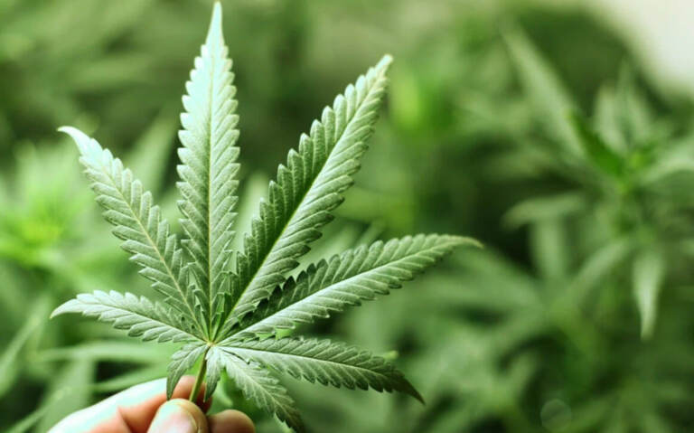 Qozog‘istonda kannabis yetishtirishga ruxsat berilishi mumkin