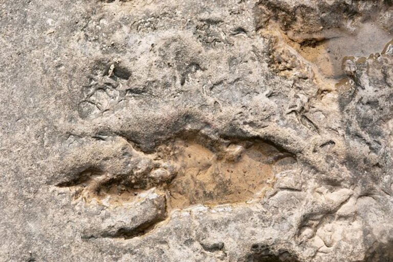 Kanada shimolida ilgari noma’lum bo‘lgan dinozavrlar izlari topildi