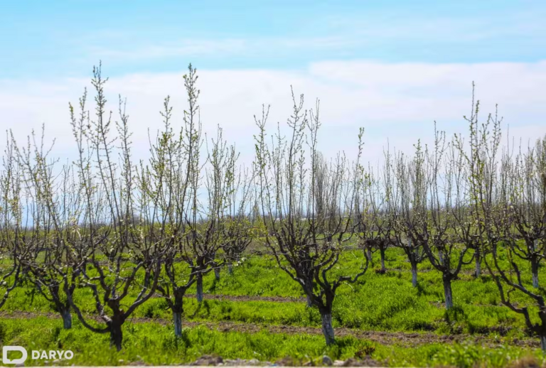 Uzbekistan defines mandate for Agro-Industry Development Agency to drive sector expansion 