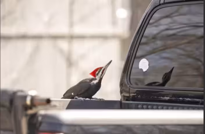 AQSHda qizilishton 25 ta transportga zarar yetkazdi