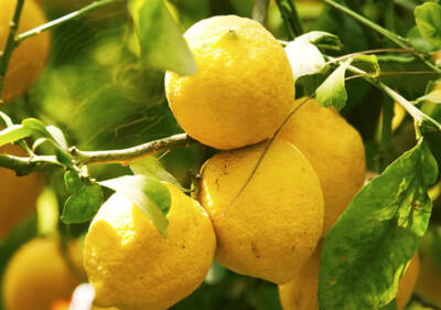 Turkiya xorijga limon yetkazib berishni to‘xtatdi