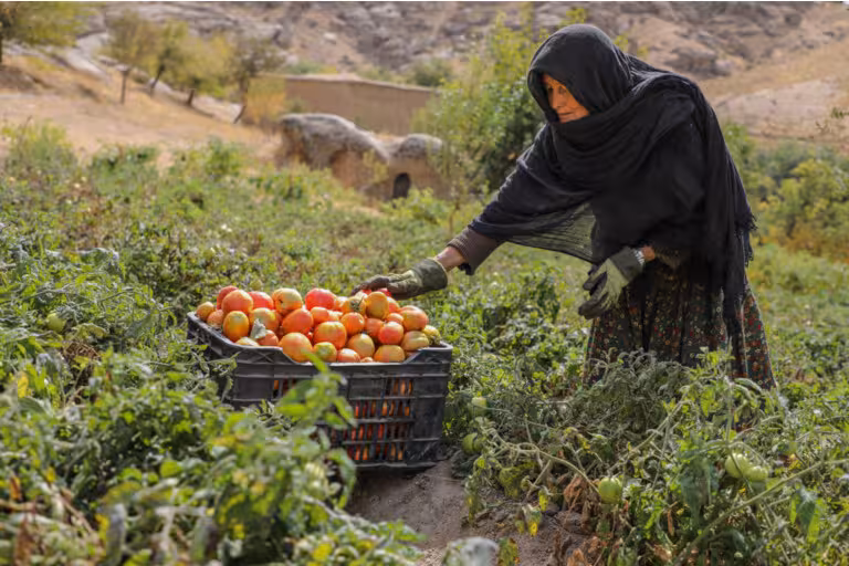 Afghanistan’s growth fails to ease widespread hardship as UNDP warns of escalating vulnerabilities 