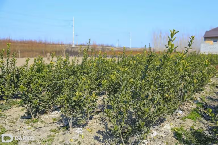 Uzbekistan plants over 136mn seedlings in spring 2025  