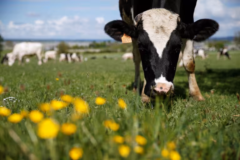 Uzbekistan launches national seromonitoring campaign to safeguard against PPR in livestock 