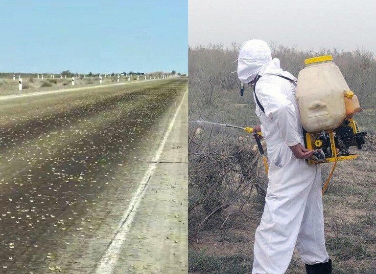 Buxoro va Xorazmni bog‘lovchi yo‘lni chigirtkalar bosdi (video)
