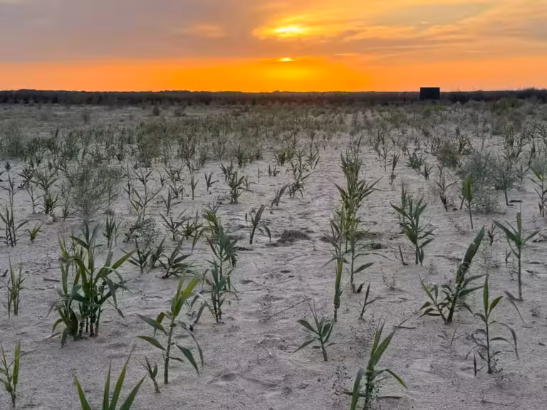 Giant reed shows promise in Uzbekistan’s Aral Sea seabed restoration efforts 