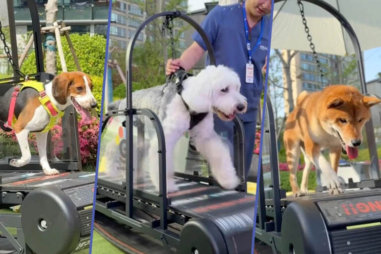 Xitoyda hayvonlar uchun mo‘ljallangan ilk trenajyor zali ochildi