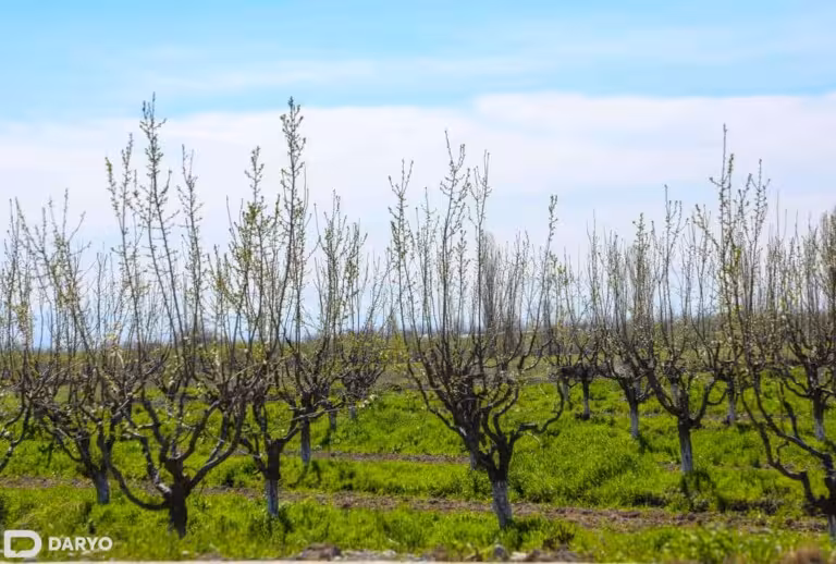 World Bank approves $200mn credit to modernize Uzbekistan’s irrigation infrastructure 