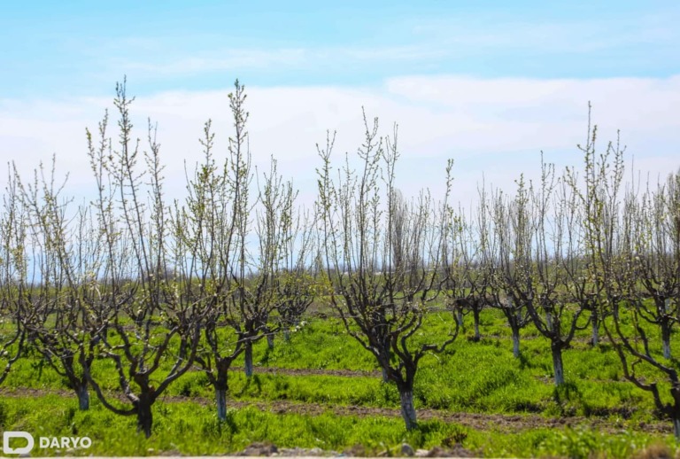 World Bank approves $200mn credit to modernize Uzbekistan’s irrigation infrastructure 
