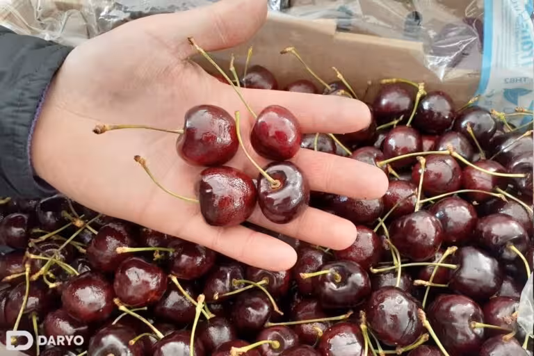 Uzbekistan’s cherry season starts early with prices soaring 70% y/y 