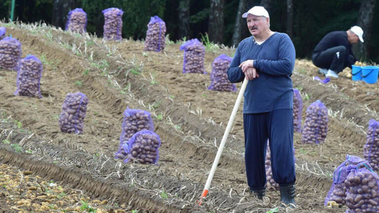 Lukashenko kartoshkalarni Rossiyaga “munosib narxlarda” sotishni buyurdi