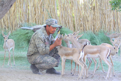 Endangered gazelles rebound in Kyrgyzstan as conservation project gains ground 