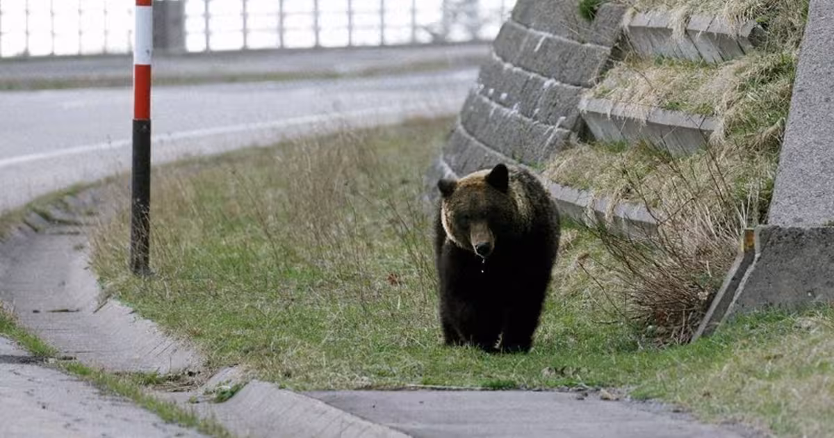 Foto: The Guardian