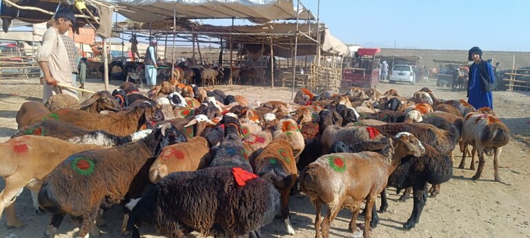 Qurbon hayiti arafasida Mozori Sharif bozorida chorva mollari narxi ikki baravar qimmatlashdi
