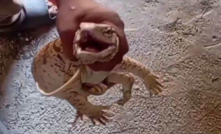 Buxoroda erkak echkiemar og‘ziga nos solib, shafqatsiz munosabatda bo‘ldi (video)