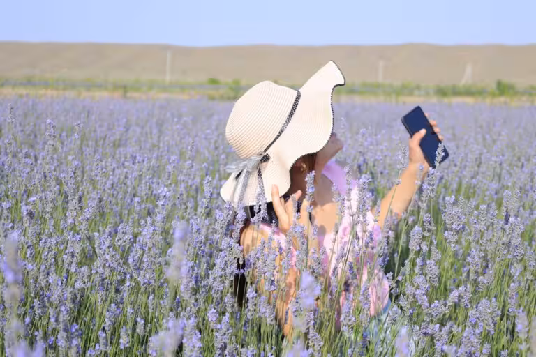 “Daryo” videoreportaji: Namanganda bo‘lib o‘tgan lavanda sayli