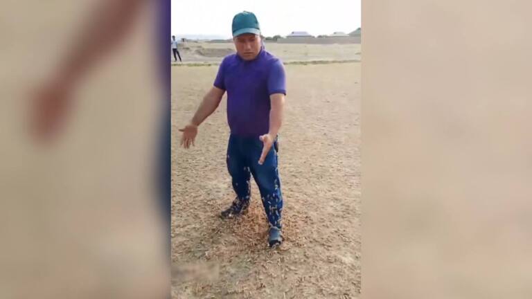 Jizzaxda chigirtkalar to‘dasi odamlar ustiga chiqib ketayotgani aytilgan xabarga izoh berildi (video) 