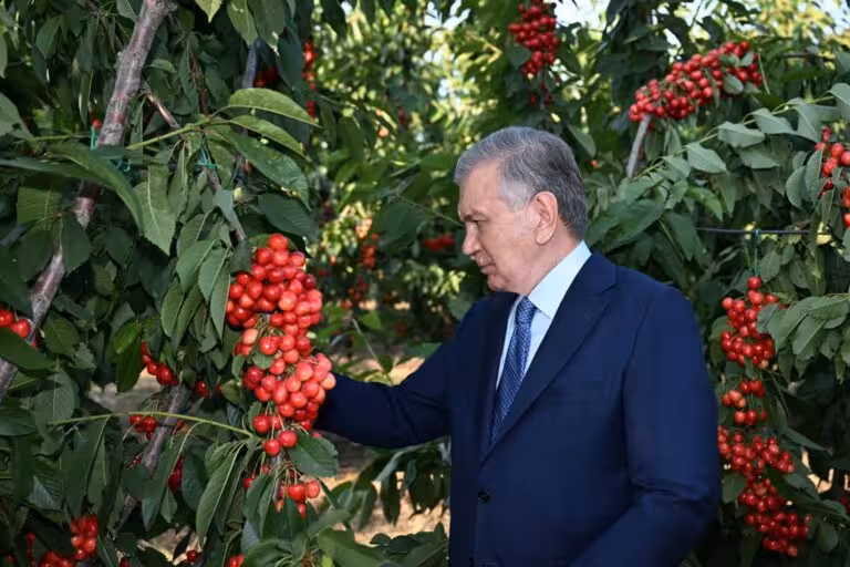 Shavkat Mirziyoyev Parkentdagi intensiv bog‘da sarxil mevalar hosilini ko‘zdan kechirdi