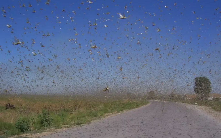 Locusts sweep across 500,000 hectares in Uzbekistan as authorities intensify control measures 