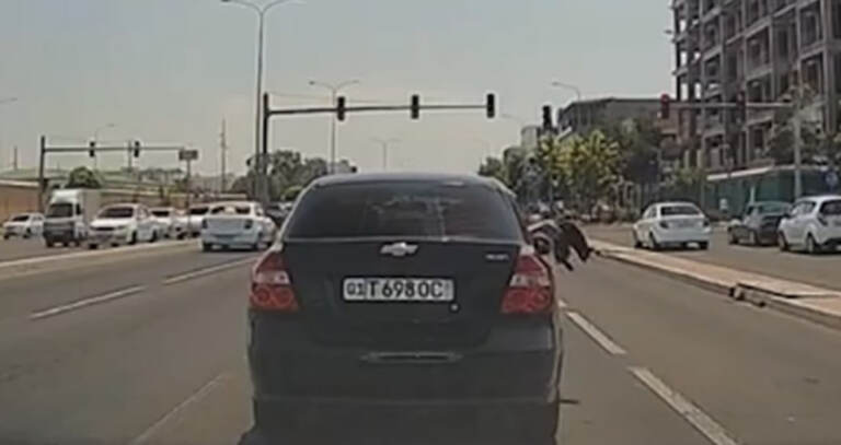 Toshkentda fuqaro harakatlanayotgan mashina oynasidan mushukni uloqtirdi (video)