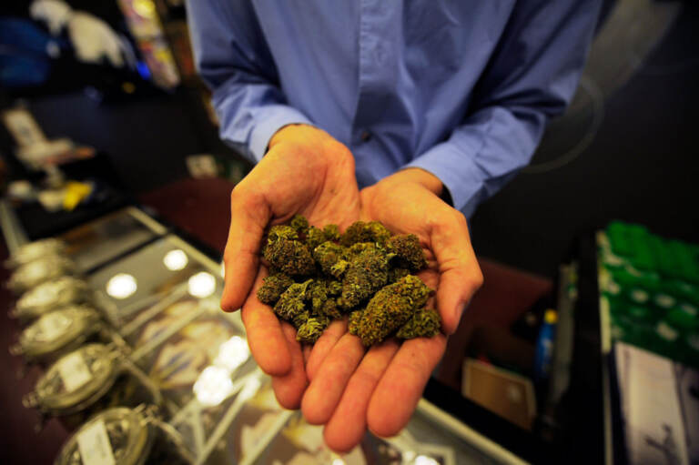 Tailand kannabis uchun jinoiy javobgarlik joriy qilmoqchi