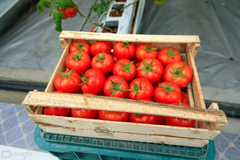 Uzbekistan’s greenhouse tomato exports continue to decline with 23% drop in 4M25 