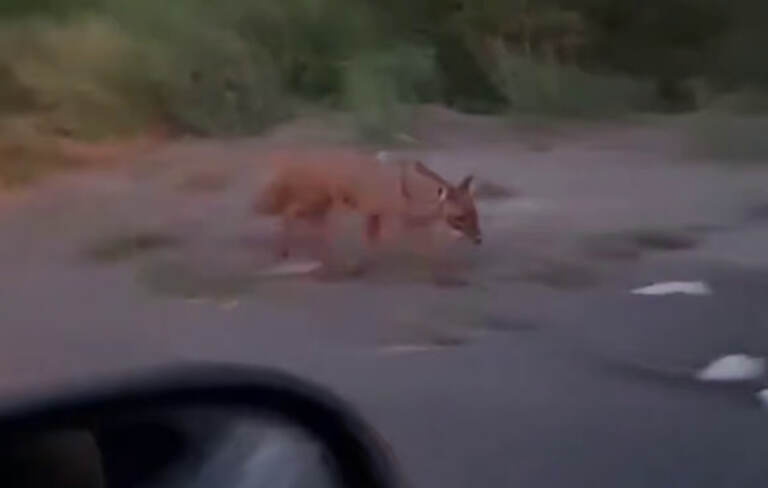 Urganchda shoqollar yurgani yuzasidan munosabat bildirildi (video)