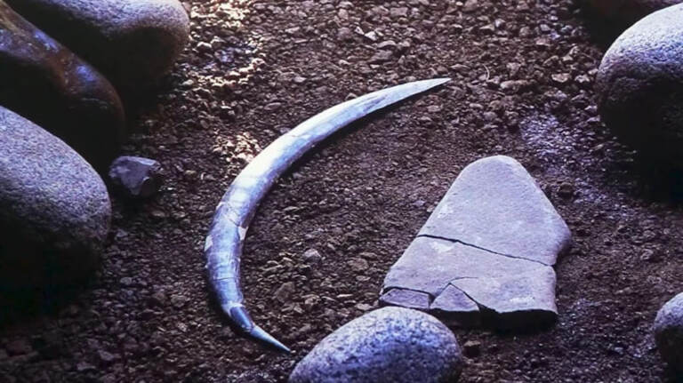 Polshada dunyodagi eng qadimgi bumerang topildi (foto)