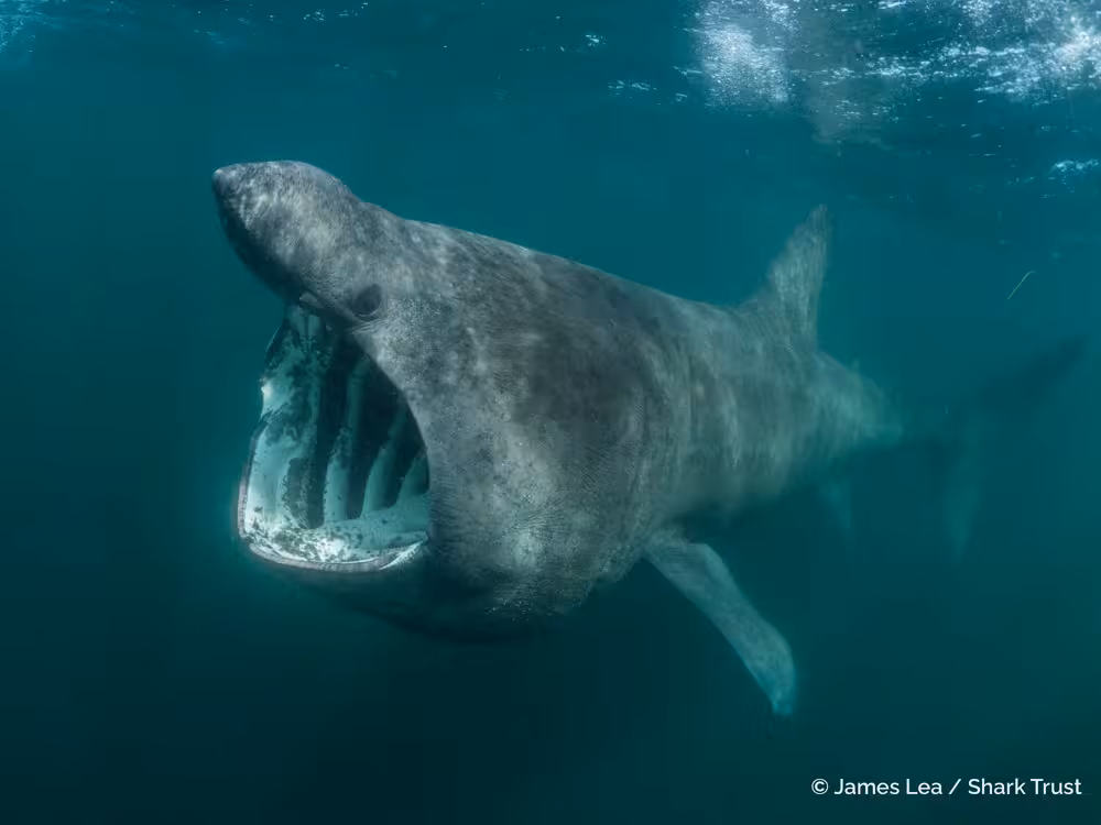 Foto: Shark Trust